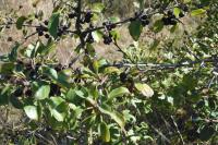 Rhamnus cathartica