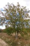 Juglans regia