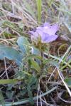 Campanula glomerata