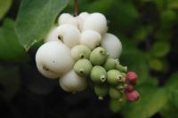 Symphoricarpos albus