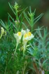Linaria vulgaris