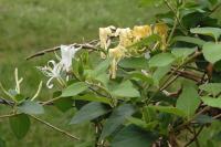 Lonicera xylosteum