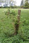 Lonicera periclymenum