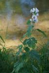 Althaea officinalis