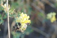 Medicago sativa subsp. falcata