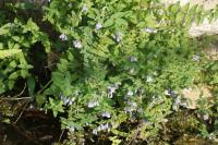 Scutellaria galericulata