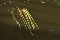 Glyceria fluitans