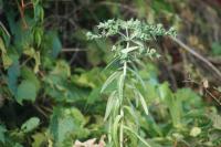Euphorbia lathyris