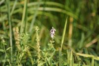 Stachys palustris