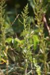 Dysphania ambrosioides
