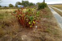 Phytolacca americana