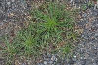 Plantago coronopus