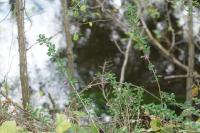 Lycium barbarum