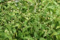 Galinsoga quadriradiata