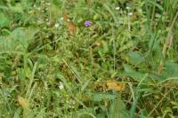 Verbena bonariensis