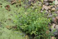 Scutellaria galericulata