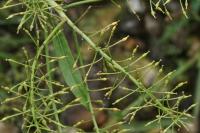 Rorippa amphibia