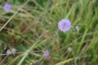 Succisa pratensis