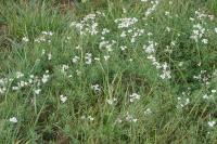 Achillea ptarmica