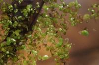 Lemna minuta