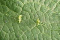 Lemna minuta