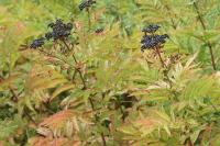 Sambucus ebulus