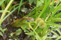 Sparganium erectum