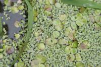 Spirodela polyrhiza