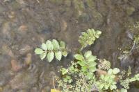 Helosciadium nodiflorum