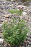 Eupatorium cannabinum