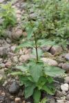 Scrophularia auriculata