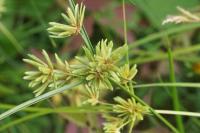 Cyperus eragrostis
