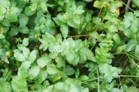 Helosciadium nodiflorum
