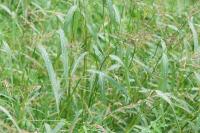 Echinochloa crus-galli