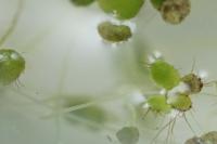Spirodela polyrhiza