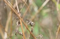 Dipsacus pilosus