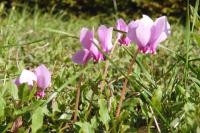 Cyclamen hederifolium