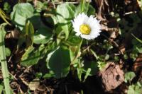 Bellis perennis