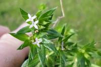 Sherardia arvensis
