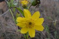 Guizotia abyssinica