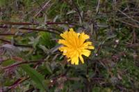 Picris hieracioides