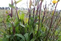 Picris hieracioides
