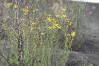 Senecio inaequidens