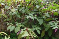 Phytolacca americana