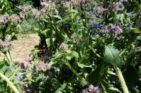 Borago officinalis