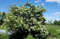 Sambucus nigra
