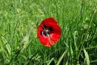 Papaver rhoeas