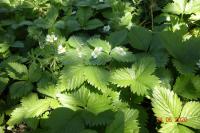 Fragaria vesca