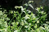Symphytum officinale