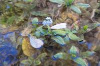 Myosotis